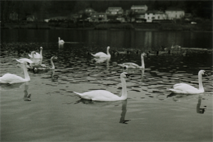 Cygnes, Villefranche sur Saone (Canon AE-1 - Argentique) - 2015